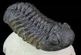 Morocops Trilobite - Foum Zguid, Morocco #67885-2